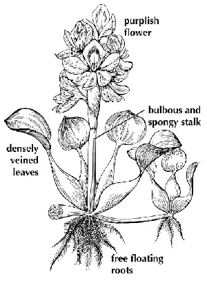 water hyacinth