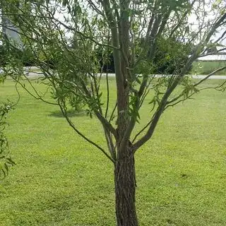Closer to tree