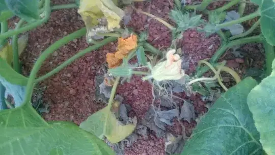 Broad-leafed potted tree