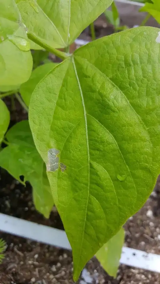A leaf with a translucent spot[1]