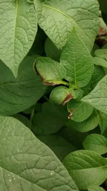 Black/brown spots and curling.