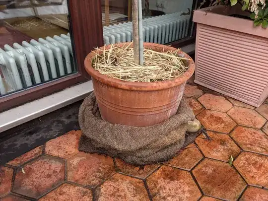 Hessian blanket wrap, pulled down from pot by the squirrels