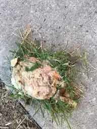 sap that fell from tree