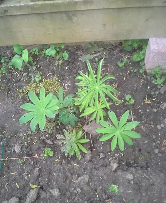 new growth coming from main stalk-1st dead leaf on the left near base 