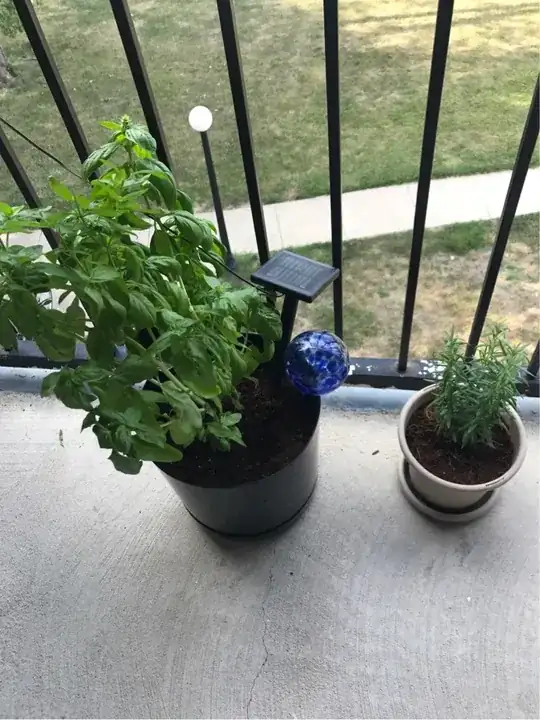 rosemary and basil