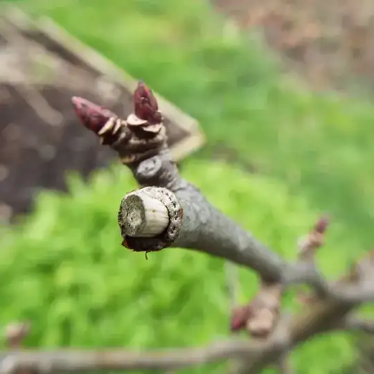 another inflicted branch