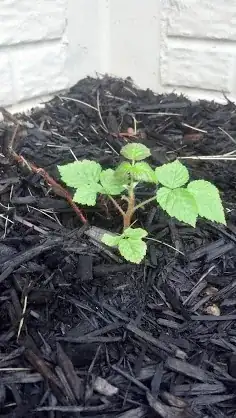 Close up of one of them.