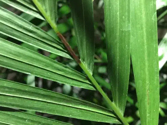 Areca Palm white eggs