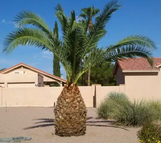 Palm Tree 1