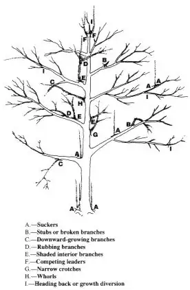 Tree growth nomenclature