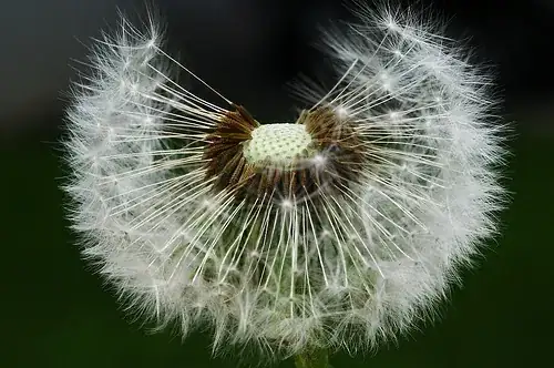 dandelion in seeding mode