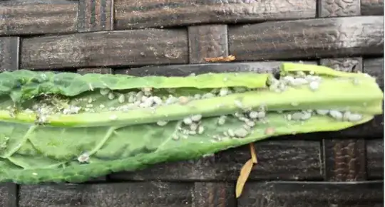 I tried using a magnifying glass to get a better-resolution image of the webbing