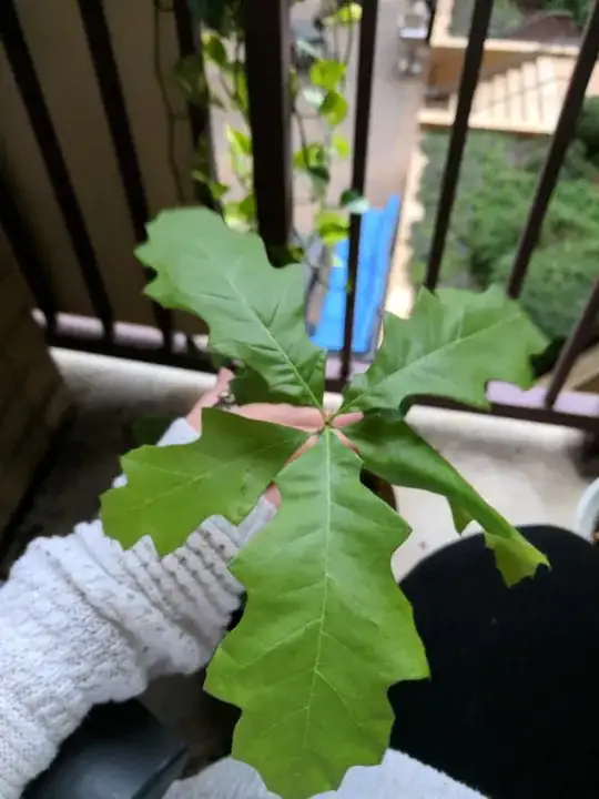 Leaves that looks like oak