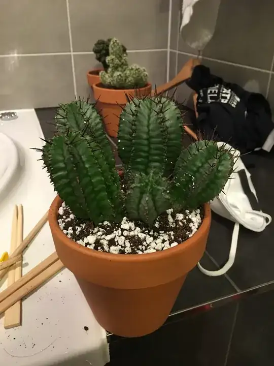 The plant after the second repotting