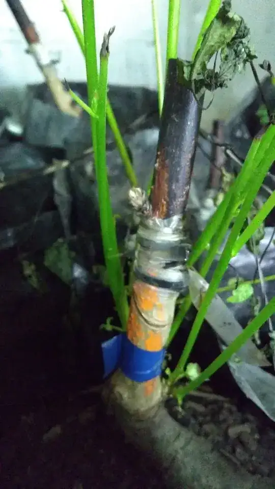 unsuccessful graft example