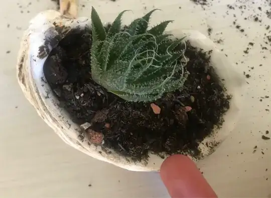 Succulent in a seashell