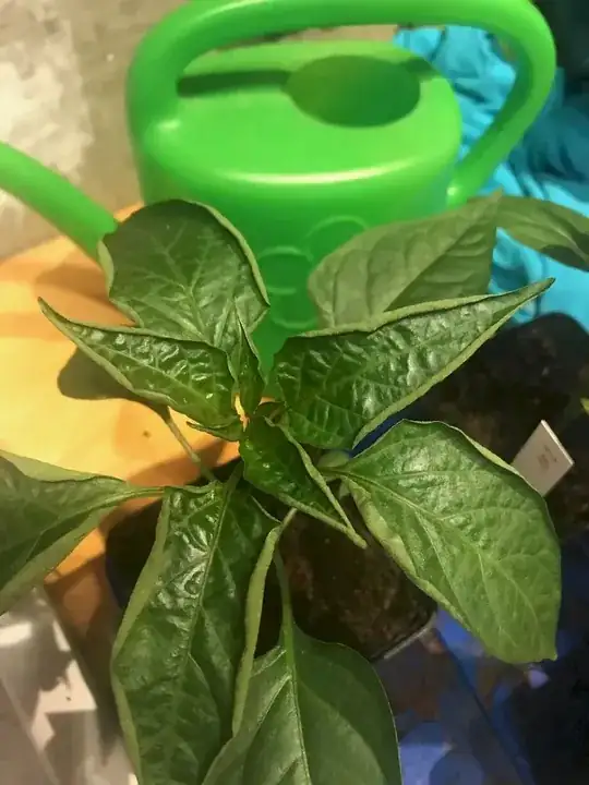 Different plant, more rolling-up, fewer dots