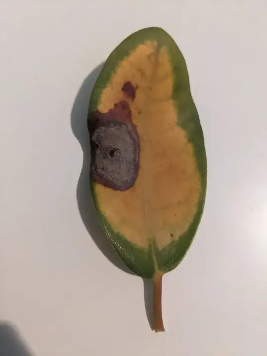 Rhododendron leaf with disease