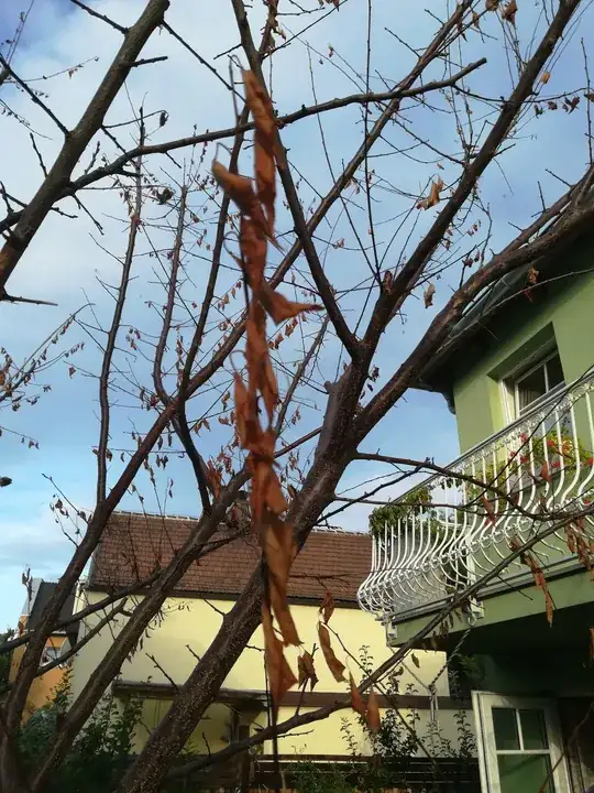 Twig with shriveled leaves