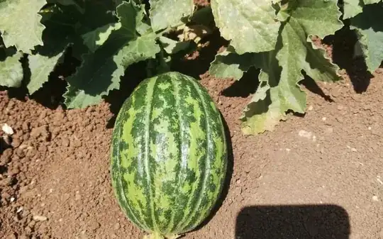 Fruit growing on the vine