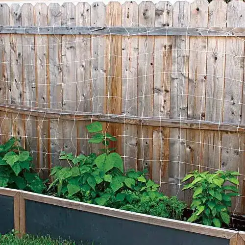 trellis net on fence