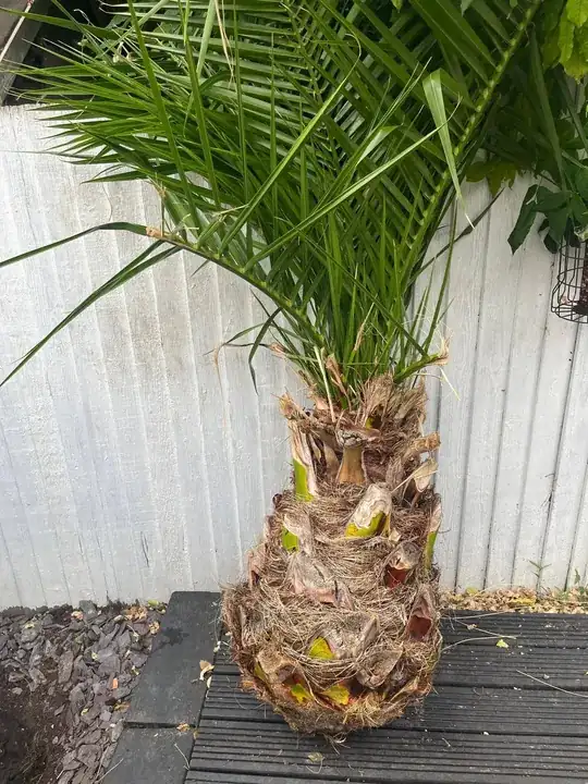 Palm before being planted
