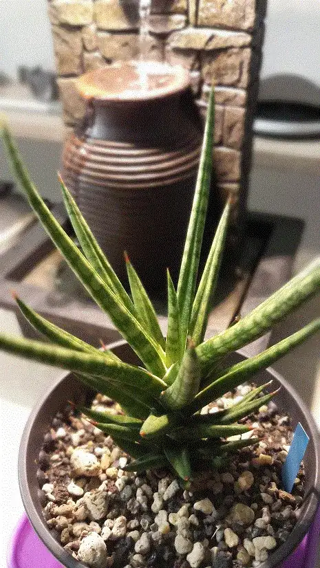 Sansevieria