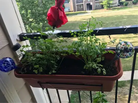 parsley and cilantro