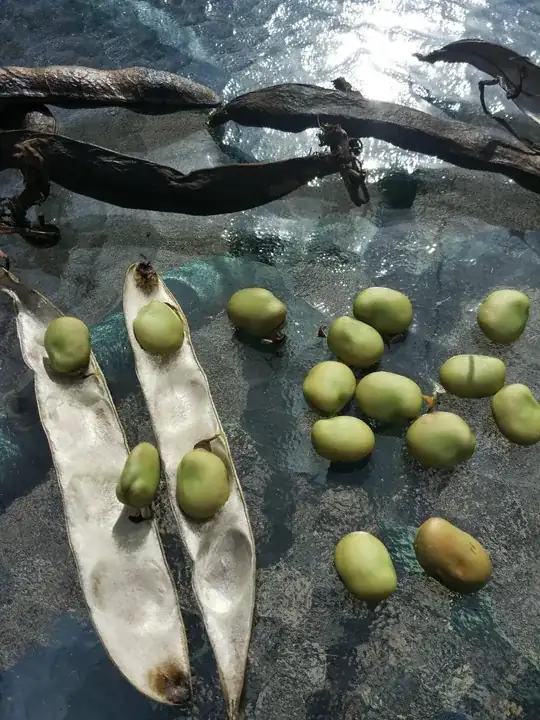 picture of snake plant