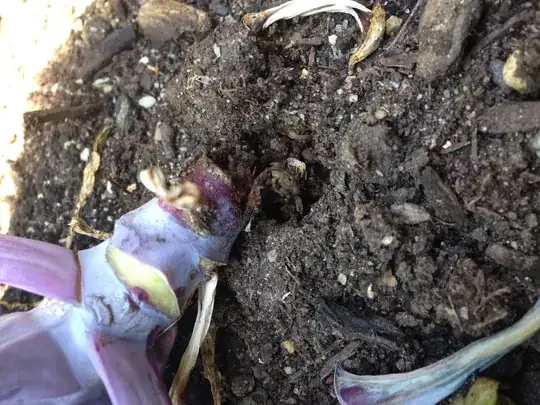 red cabbage stalk eaten through by three worm-like bugs