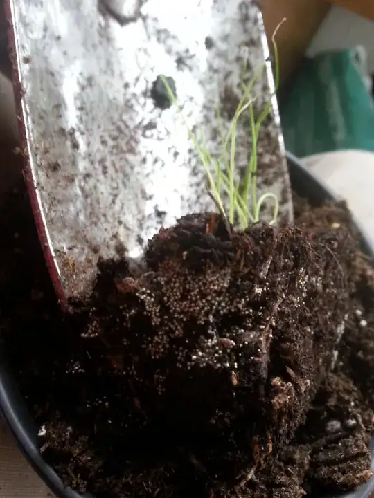 White fuzzy specks in potted seedlings' soil