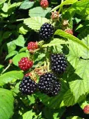 blackberry bush