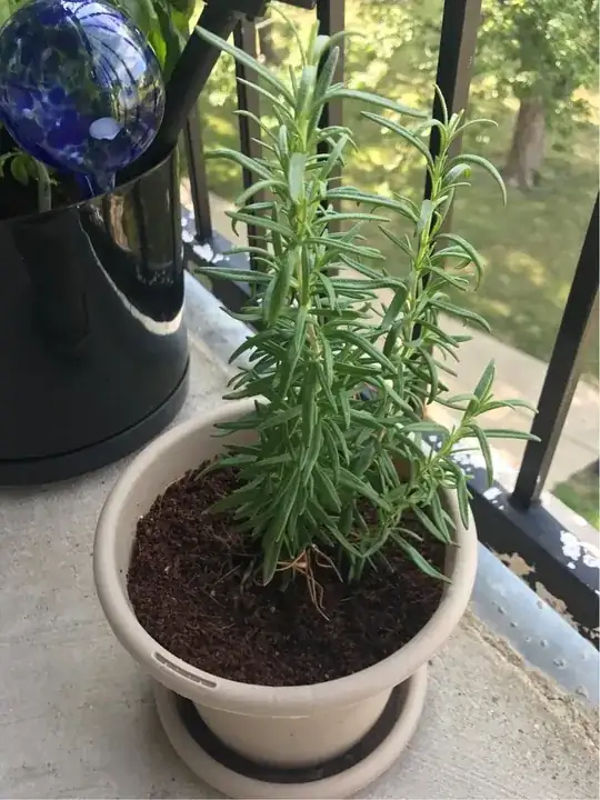rosemary