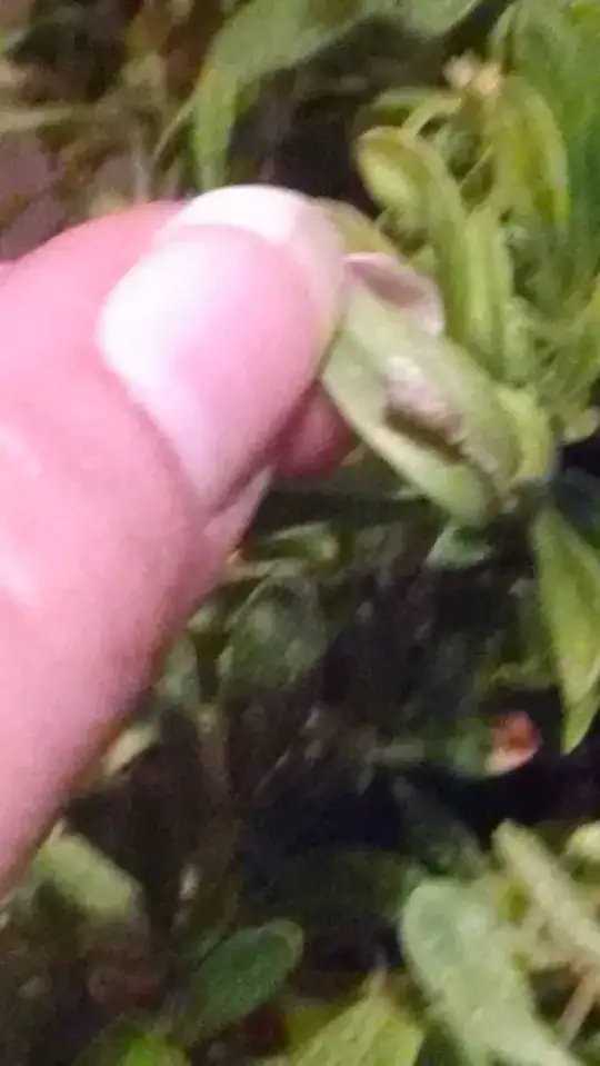 Picture of baby or larvae version of the pest.