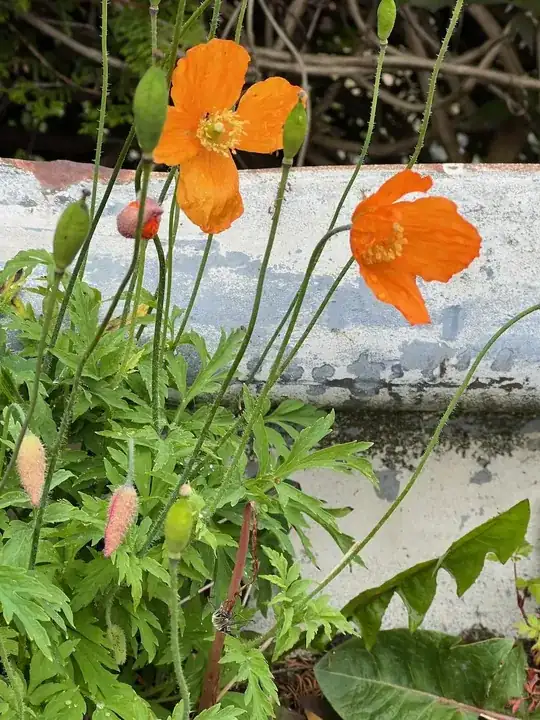 Normal-looking poppy