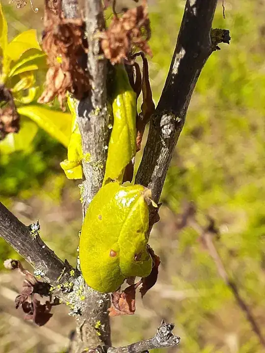 Plum tree with holes in leaves