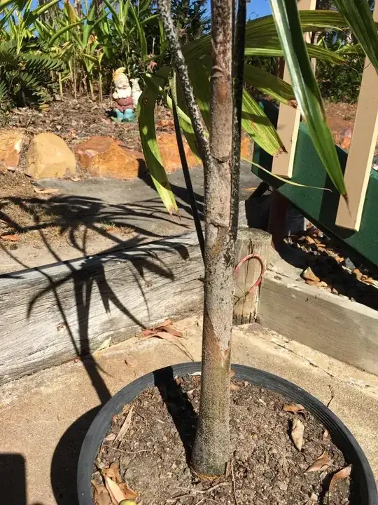 New, healthy green leaves