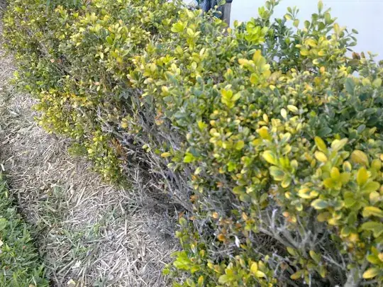 Japanese box hedge