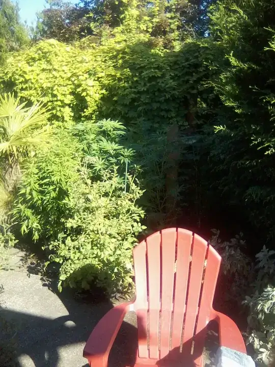 Golden Hops in back growing up into tree