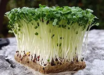 Garden Cress