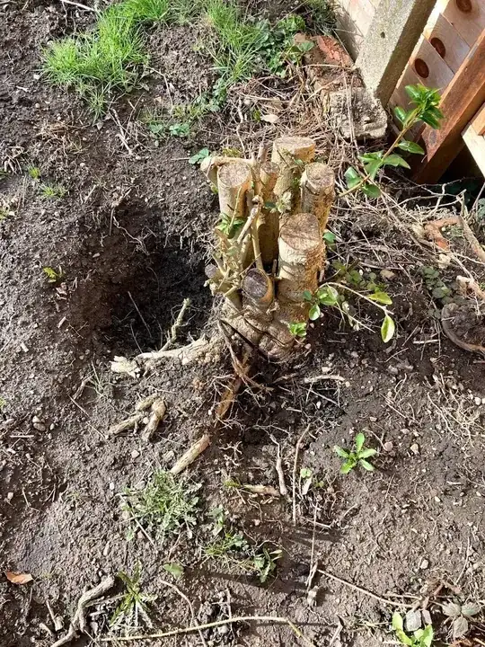 one tree stump
