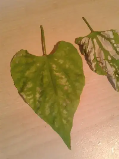 image of the leaf