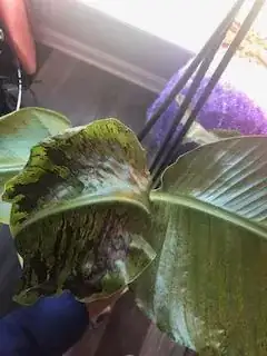 closer view of part C