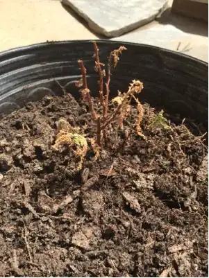 potted fernbush 