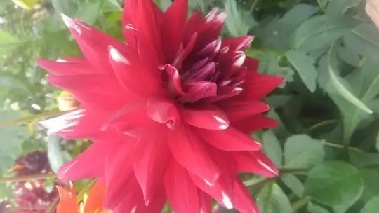 Dahlia example 1
