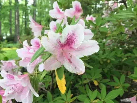 Mountain Laurel or Rhodendendron Blooms