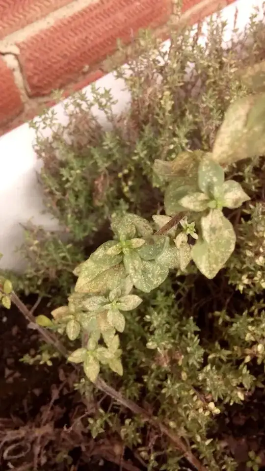 Oregano