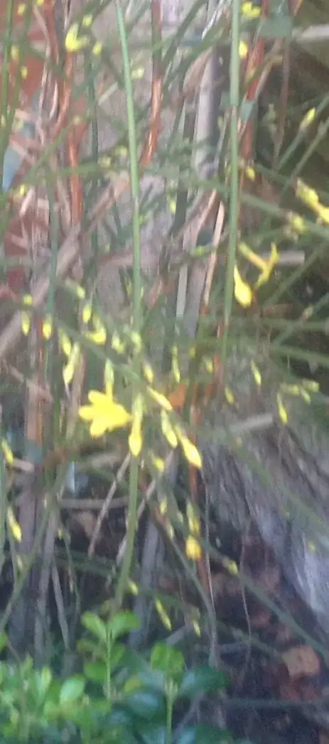 baby artichokes in unheated green house zone 1B