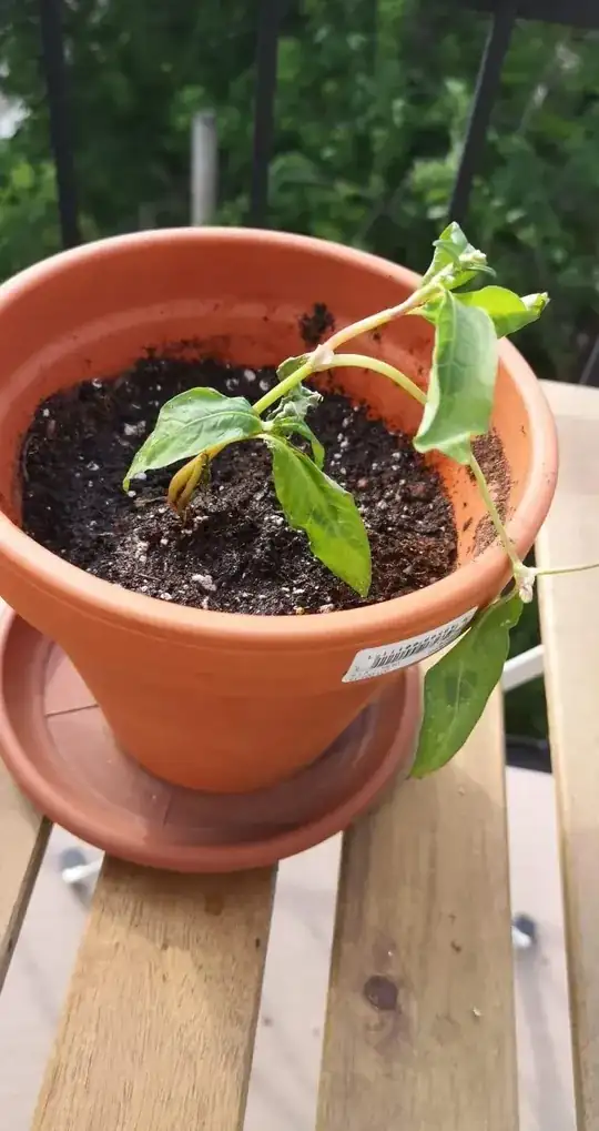 Plant potted before it almost died