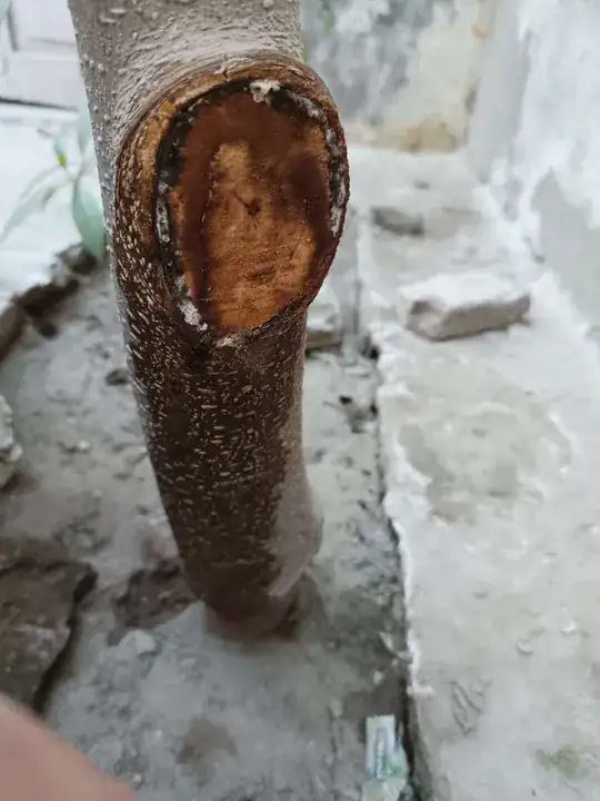 mulberry tree after pruning